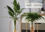 室内水养的最佳植物推荐（打造室内绿洲）