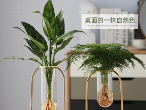 室内水养的最佳植物推荐（打造室内绿洲）