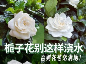 栀子花秋季如何养护？常见问题有哪些解决方法？