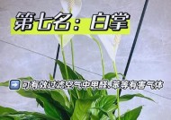 哪些绿植最能有效除甲醛？推荐购买指南？