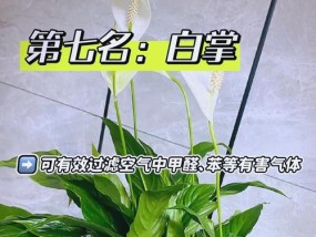 哪些绿植最能有效除甲醛？推荐购买指南？