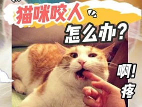 纠正猫爱咬人手的技巧？有效方法有哪些？