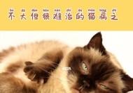 杀死猫咪耳螨的小妙招（轻松解决猫咪耳螨问题的有效方法）