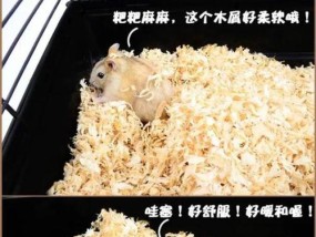 DIY仓鼠房子（用一些简单的材料）