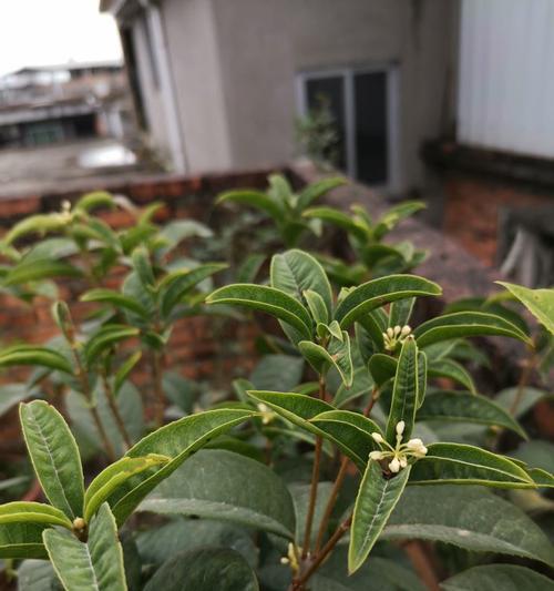 桂花树的养殖方法（打造花香四溢的桂花花园）  第1张