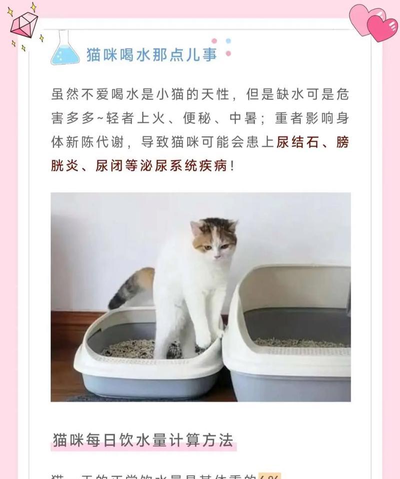 如何引导猫猫喝水？有效方法有哪些？  第3张