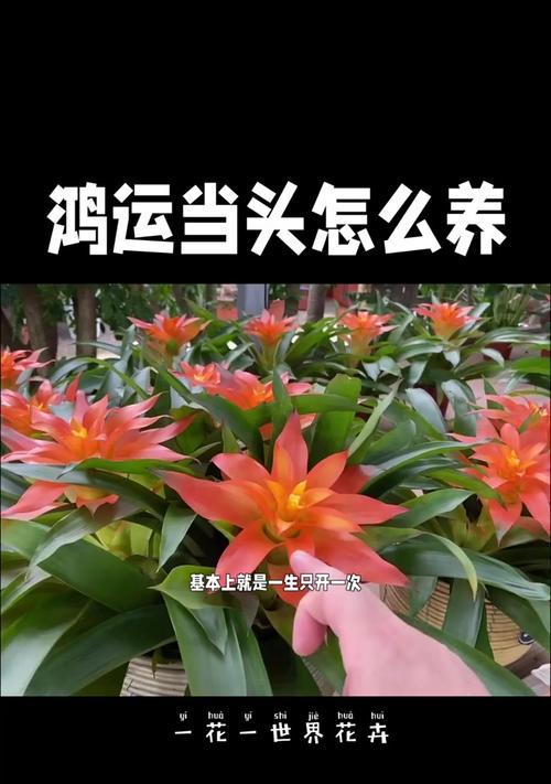 养鸿运当头花需要注意什么？如何正确养护鸿运当头花？  第2张