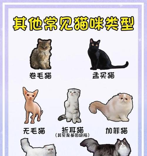 常见的6种猫咪种类有哪些？它们各自的特点是什么？  第3张