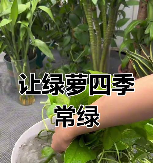 绿萝叶子发黄怎么办？有哪些补救小妙招？  第3张