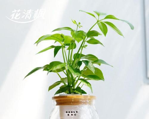 办公室最旺风水植物推荐？哪些植物能带来好运？  第2张