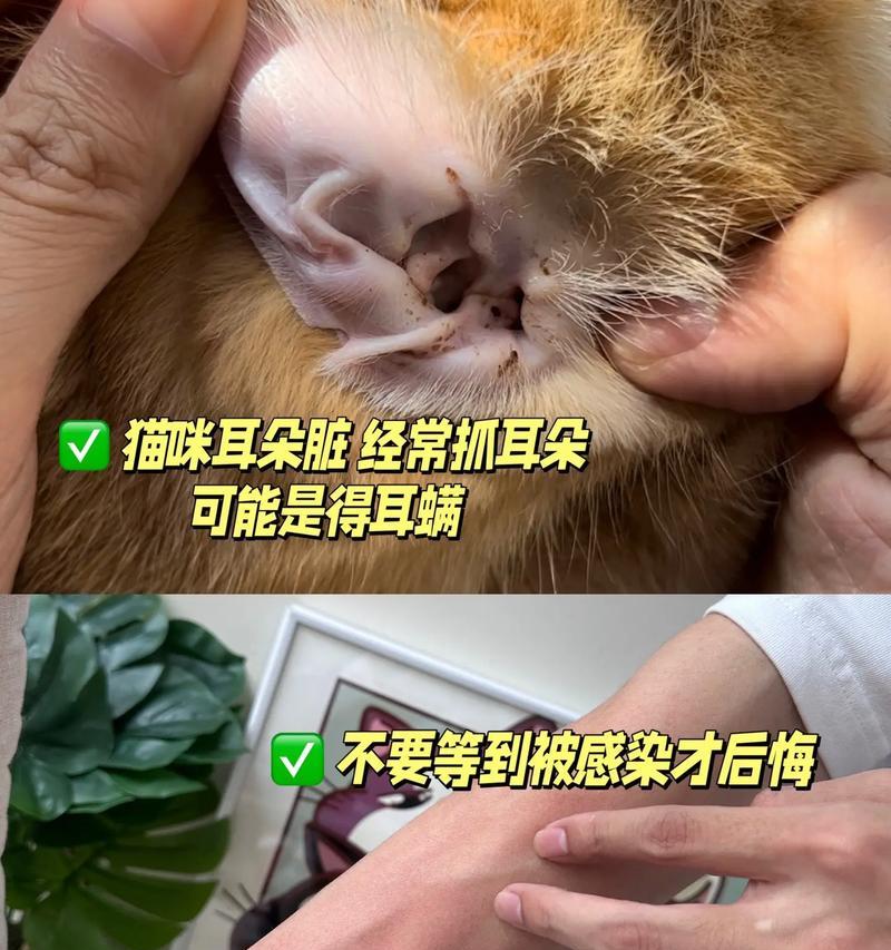 如何有效杀死猫咪耳螨？这些小妙招你知道吗？  第3张