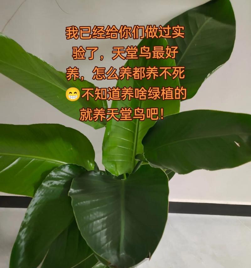 天堂鸟怎么养？养植天堂鸟有哪些常见问题？  第1张