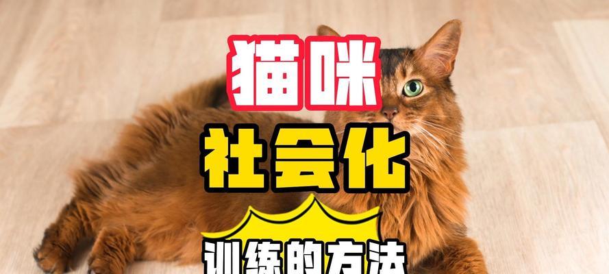 如何让猫咪变得更加乖巧？分享有效的方法和技巧！  第2张