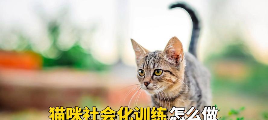 如何让猫咪变得更加乖巧？分享有效的方法和技巧！  第3张