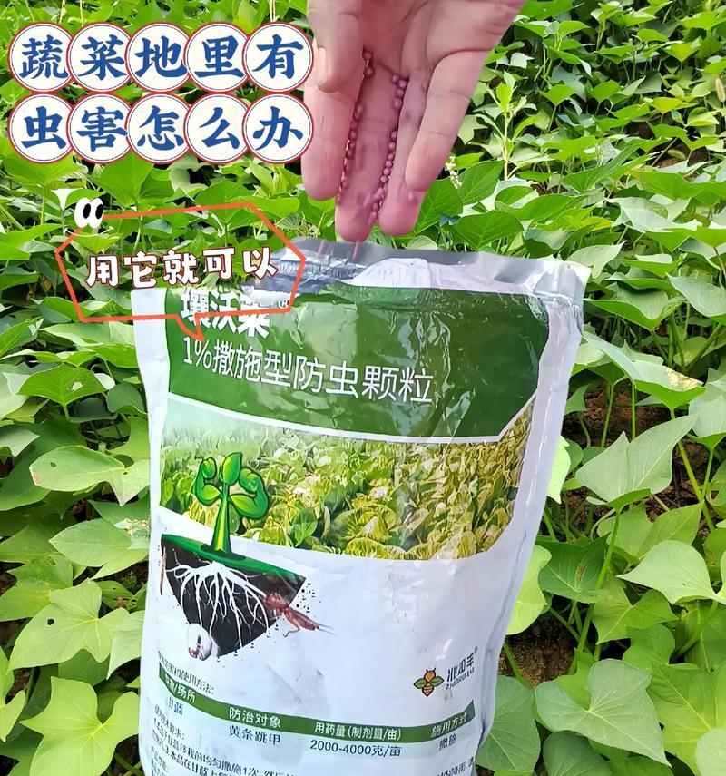 秋季蔬菜种植建议是什么？如何提高秋季蔬菜的产量和质量？  第2张