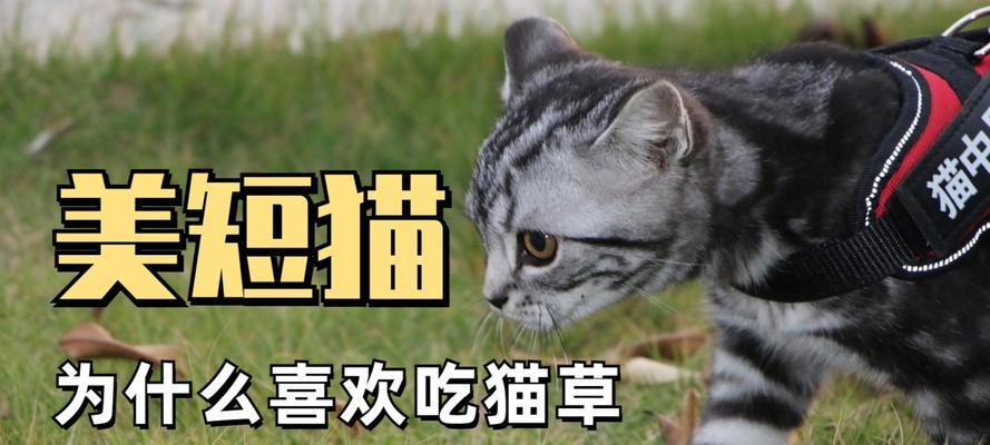 猫咪吃草有哪些好处？如何选择适合的猫草？  第2张