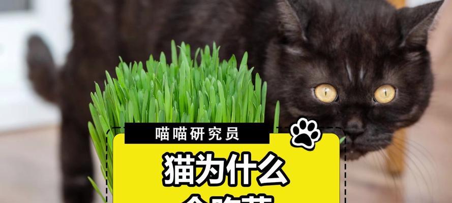 猫咪吃草有哪些好处？如何选择适合的猫草？  第3张