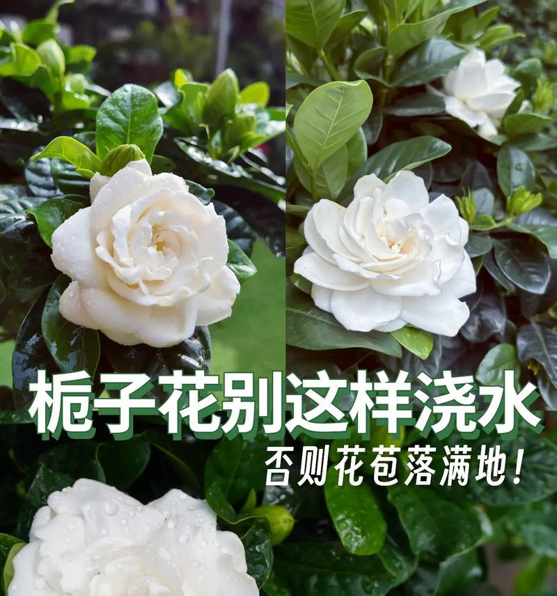 栀子花秋季如何养护？常见问题有哪些解决方法？  第1张