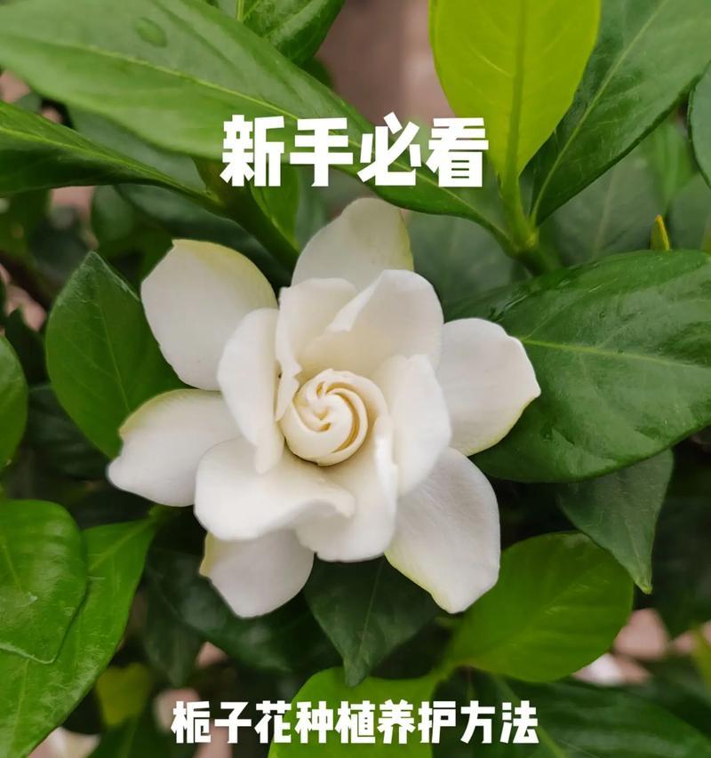 栀子花秋季如何养护？常见问题有哪些解决方法？  第2张