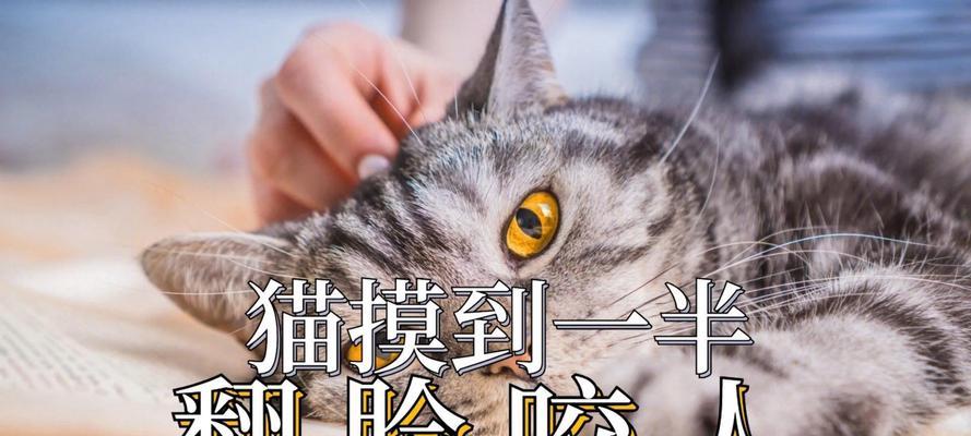 纠正猫爱咬人手的技巧？有效方法有哪些？  第2张