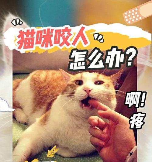 纠正猫爱咬人手的技巧？有效方法有哪些？  第1张