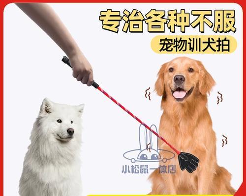 萨摩耶幼犬训练方法有哪些？如何解决训练中的常见问题？  第2张