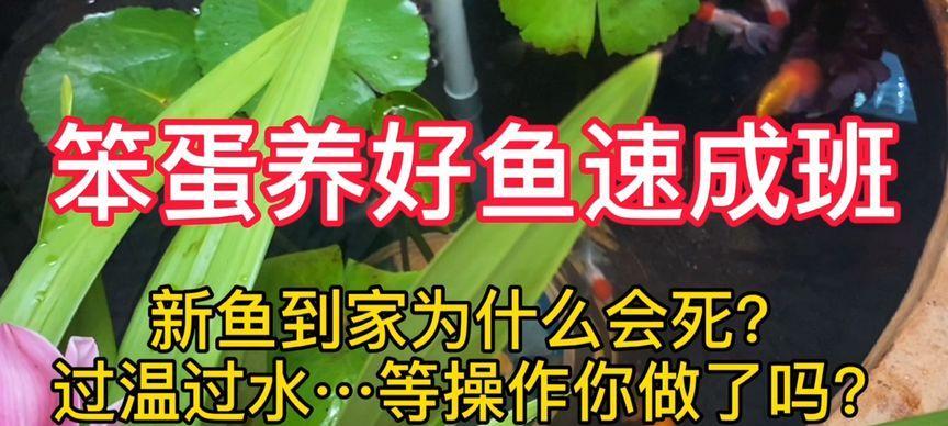 新鱼过水的正确方法是什么？如何避免常见错误？  第1张