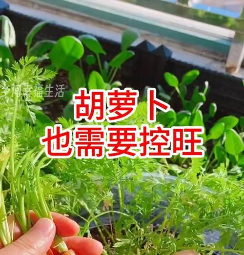 如何提高胡萝卜种植的成功率？常见问题有哪些？  第3张