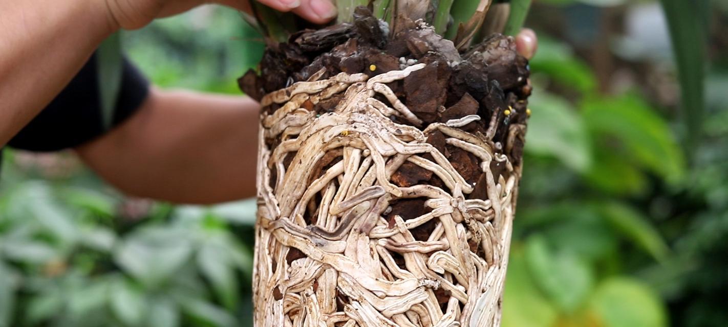 植物烂根了怎么办？最有效的处理方法是什么？  第1张